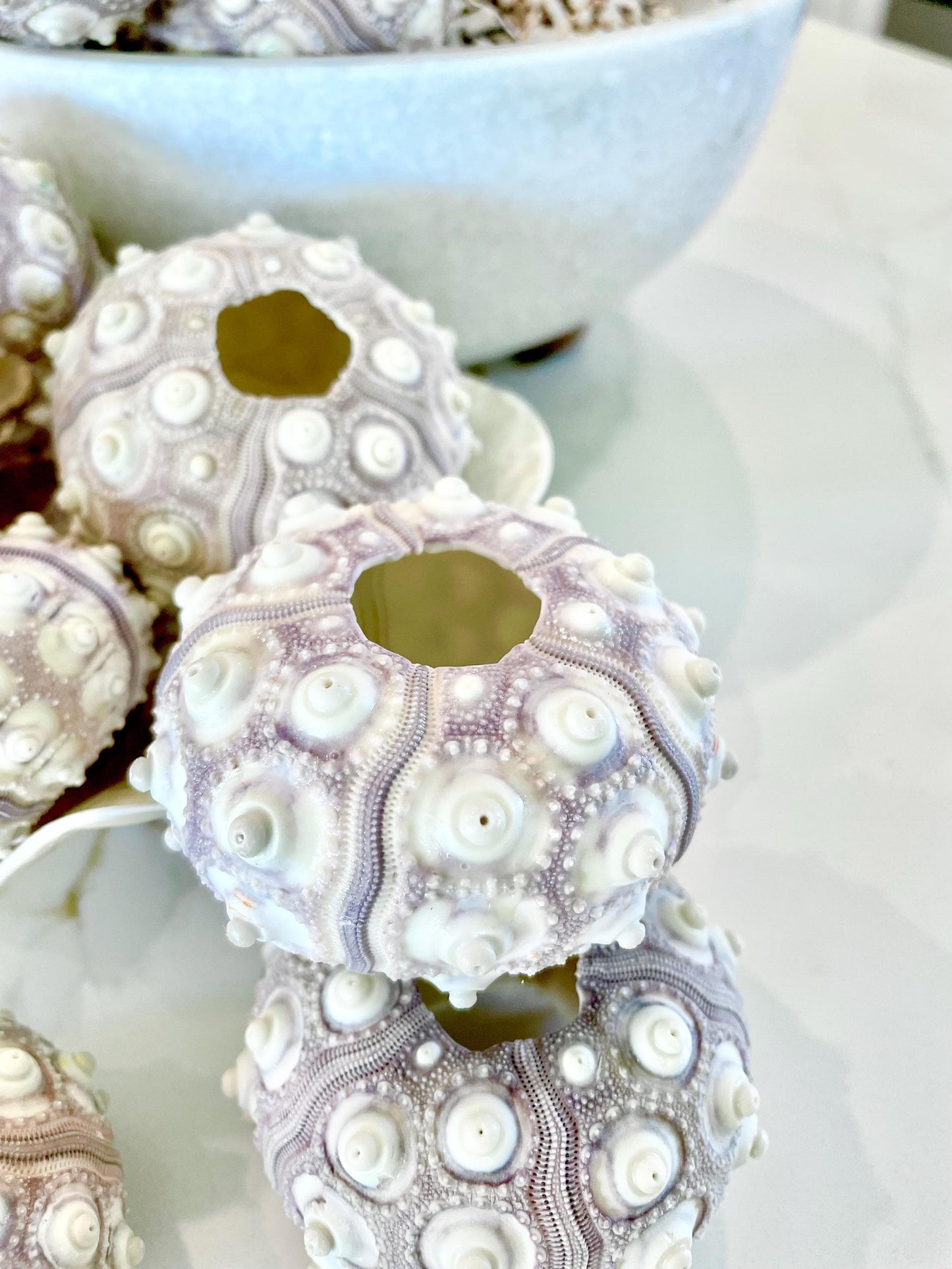 Sputnik Sea Urchin Shells 2-3" | Natural Purple White Coastal Decor