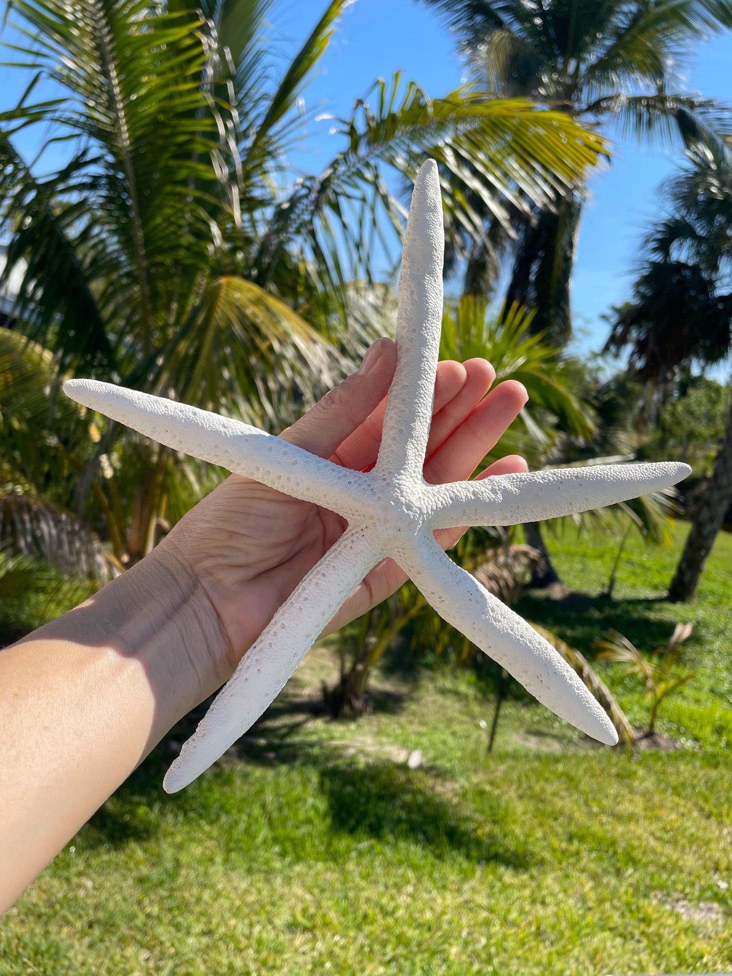 100% Real White Pencil Finger Starfish ALL SIZES Crafts & Coastal Décor Wedding Beach Nautical Sea Stars Natural