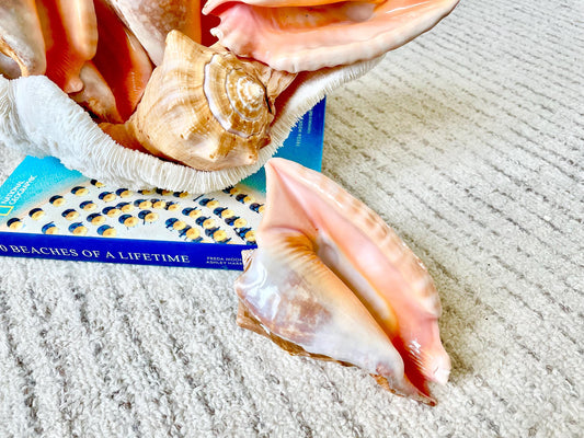 ROOSTER TAIL CONCH Shell 5-6" Natural Orange Peach Smooth Interior Display Seashell Strombus Gallus