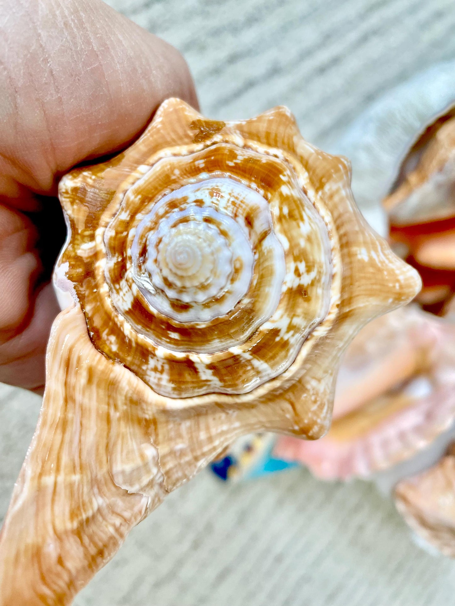 ROOSTER TAIL CONCH Shell 5-6" Natural Orange Peach Display Seashell