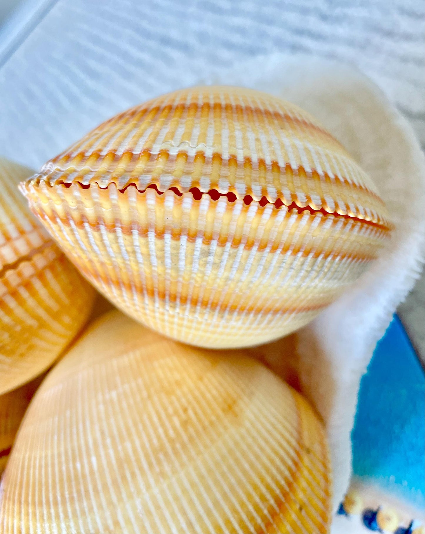 Giant Yellow Cockle Shell Pair: 4-5" Heart-Shaped Craft Seashell