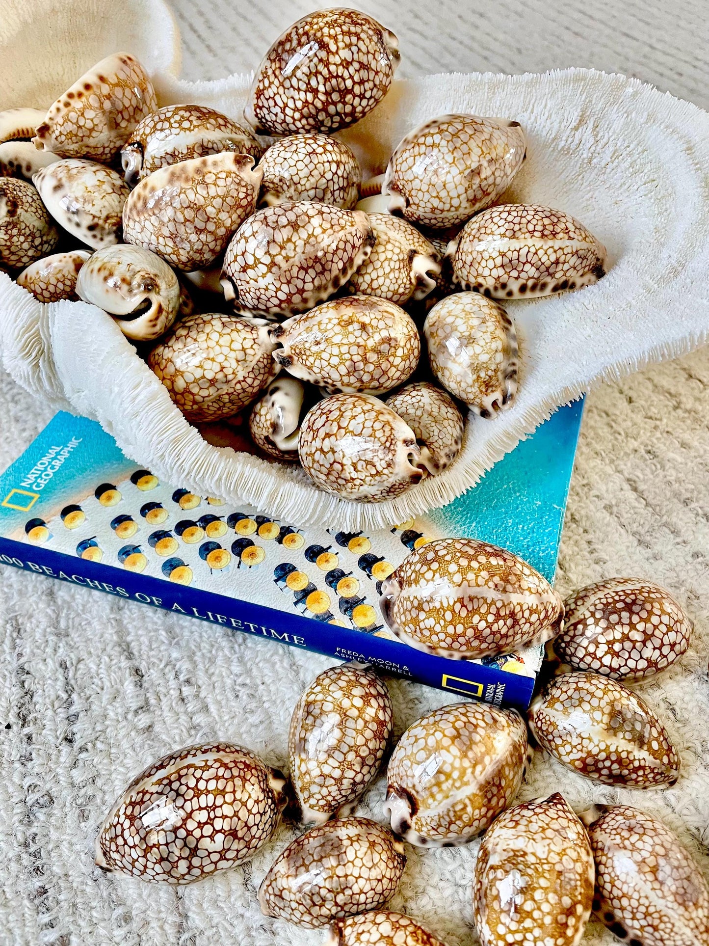 HARLEQUIN COWRIE SHELLS 2-3" Natural Mosaic Pattern Brown Display Seashell Cowry Cypraea histrio westralis