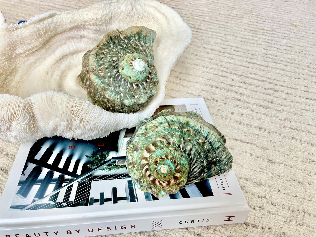 GREEN MARMAORATUS TURBAN Shells 4-8" Hermit Crabs Display Seashell Coastal Décor