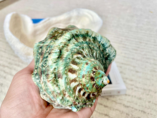 GREEN MARMAORATUS TURBAN Shells 4-7" Hermit Crabs Display Giant Turbo Seashell