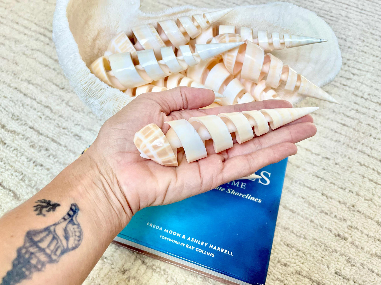 SPIRAL MARLIN SPIKE Auger Shell *6-7"* Natural White Brown Display Seashell Coastal Décor