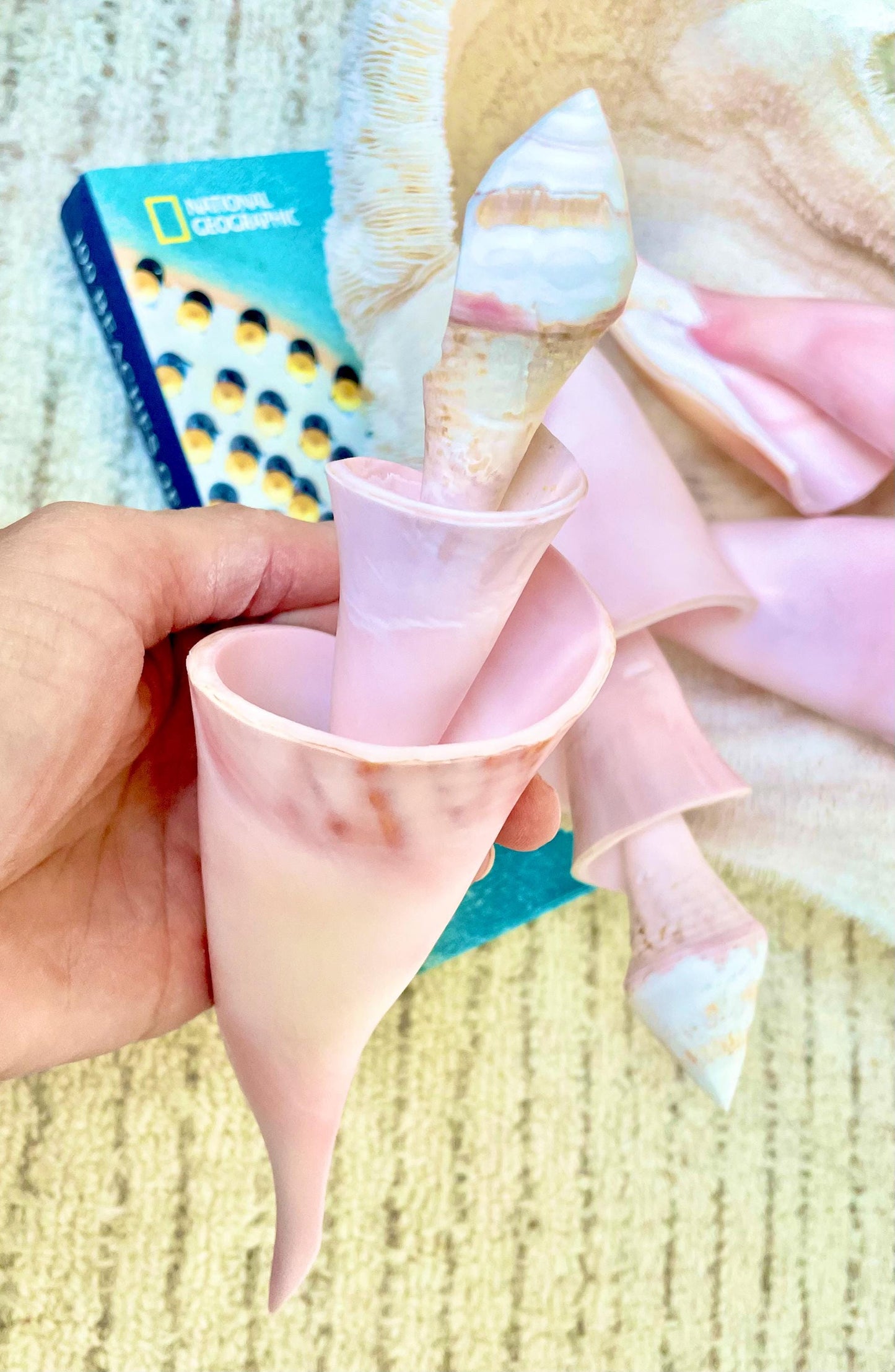 Pink Spiral Conch Shell Center Cut: Polished Coastal Decor (8-9")