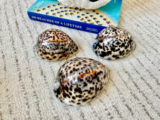 AFRICAN TIGER COWRIE Xl Shell 3-4" Natural Spotted Brown White Orange Cypraea Tigris Display Seashell Cowry