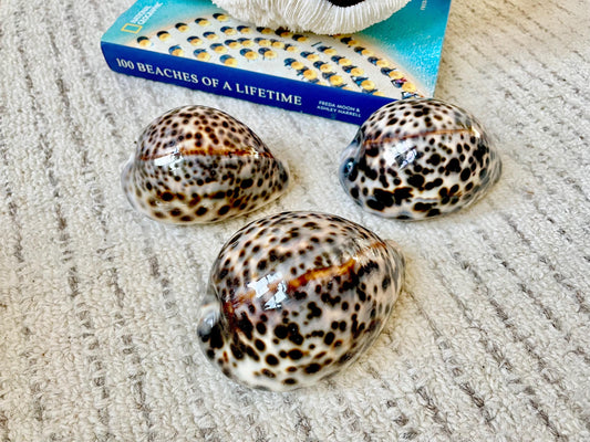 AFRICAN TIGER COWRIE Xl Shell 3-4" Natural Spotted Brown White Orange Display Seashell Cowry