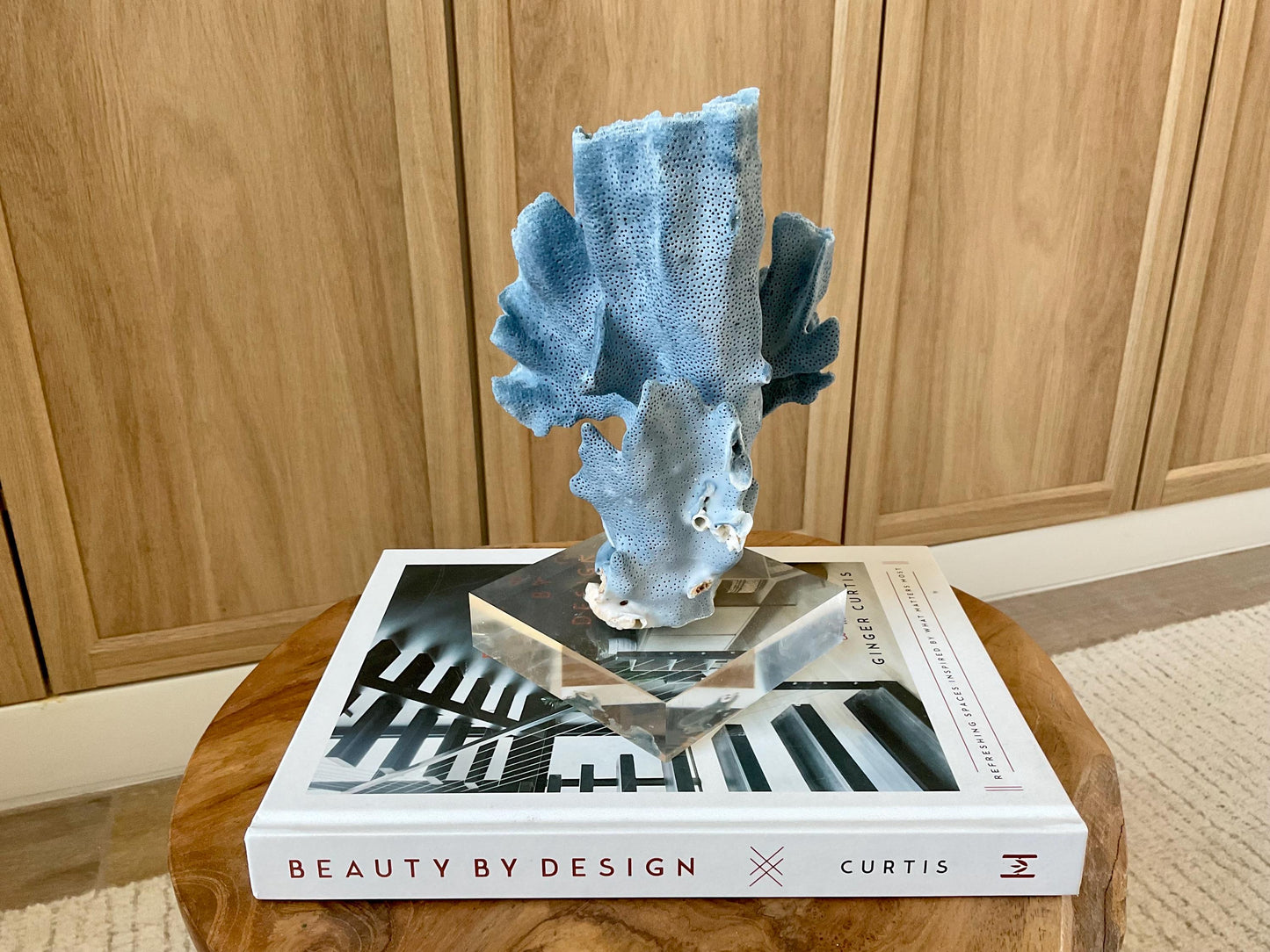 Genuine 100% Natural 8” Tall BLUE RIDGE CORAL Acrylic Mounted Ocean Reef Coastal Beach Décor Nautical Gift Real Ocean Treasure