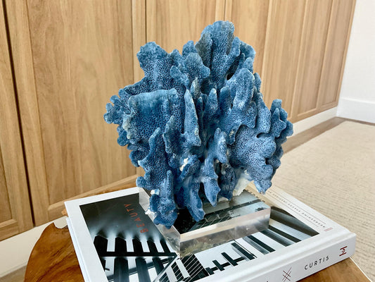 Genuine 100% Natural 8” Tall BLUE RIDGE CORAL Acrylic Mounted Ocean Reef Coastal Beach Décor Nautical Gift Real Ocean Treasure