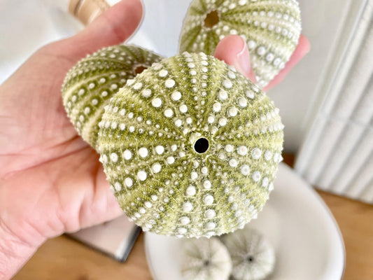Mexican Green Urchin Shell (2.25-2.75") Beach Coastal Decor, Crafts