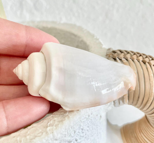 Polished White Strombus Shells 2-2.5" Long Wedding Décor, Craft Seashells