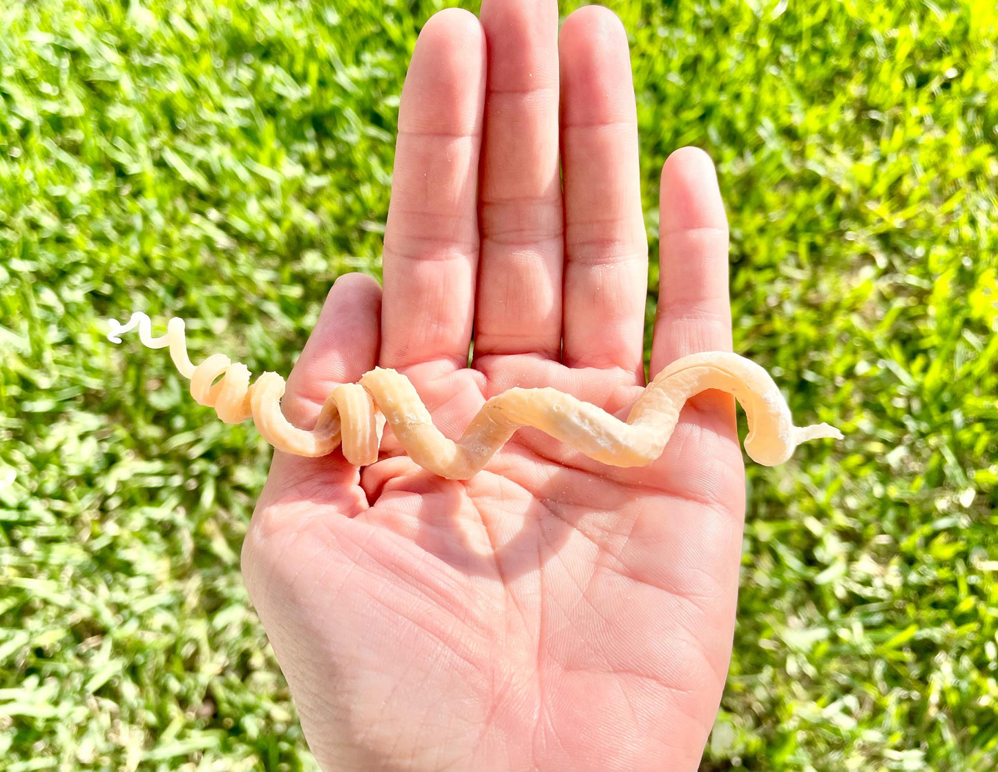 SPIRAL WORM SHELLS 6-8" Long Real Rare Display Seashell Beach Oddities Décor
