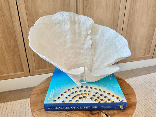 Genuine 12" Wide Sea Spiral CUP CORAL 100% Natural Ocean Reef Centerpiece Coastal Beach Ocean Décor Nautical Display Fossil White