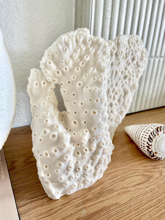 Natural Black Cup Coral Fossil: 13x9x3.5 Coastal Beach Home Décor