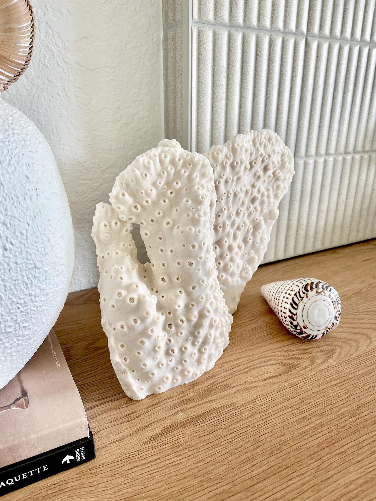 Natural Black Cup Coral Fossil, Coastal Beach Home Decor (13x9x3.5)