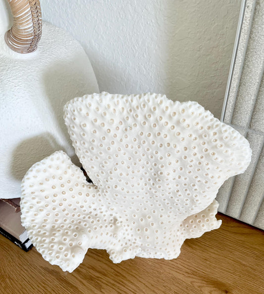 BLACK CUP CORAL Fossil 100% Natural 10"x9"x7" Coastal Beach Home Décor Display White