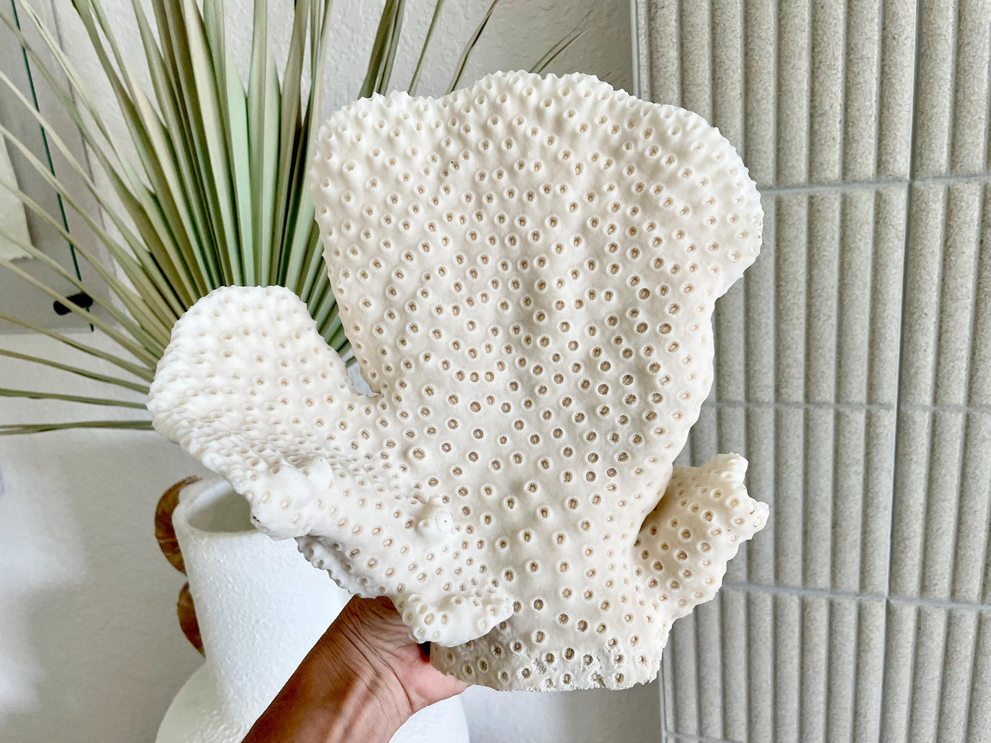 BLACK CUP CORAL Fossil 100% Natural 10"x9"x7" Coastal Beach Home Décor Display White