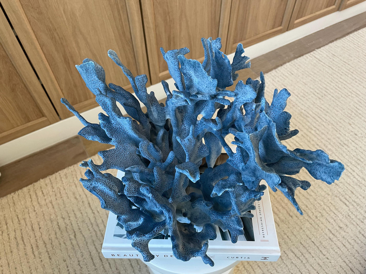 Genuine 100% Natural Blue Ridge Coral 13.5" x 11" x 9.5" Long Fossil Specimen Coastal Ocean Reef Display Nautical Beach House Décor