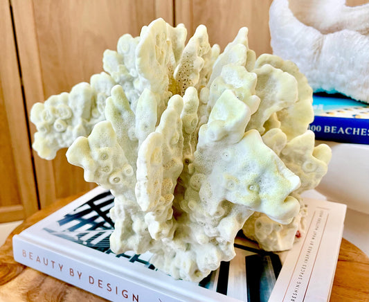 GREEN FIRE SLAB Coral *All Sizes* Authentic Natural Real Sea Fossil Coastal Décor