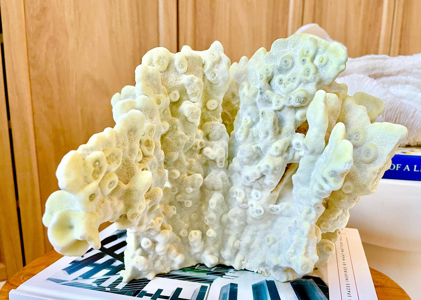 GREEN FIRE SLAB Coral *All Sizes* Authentic Natural Real Sea Fossil Coastal Décor