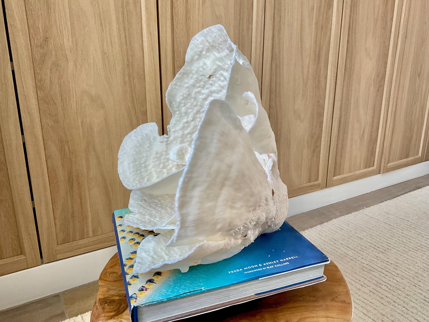 Genuine 12" Wide Sea Spiral CUP CORAL 100% Natural Ocean Reef Centerpiece Coastal Beach Ocean Décor Nautical Display Fossil White