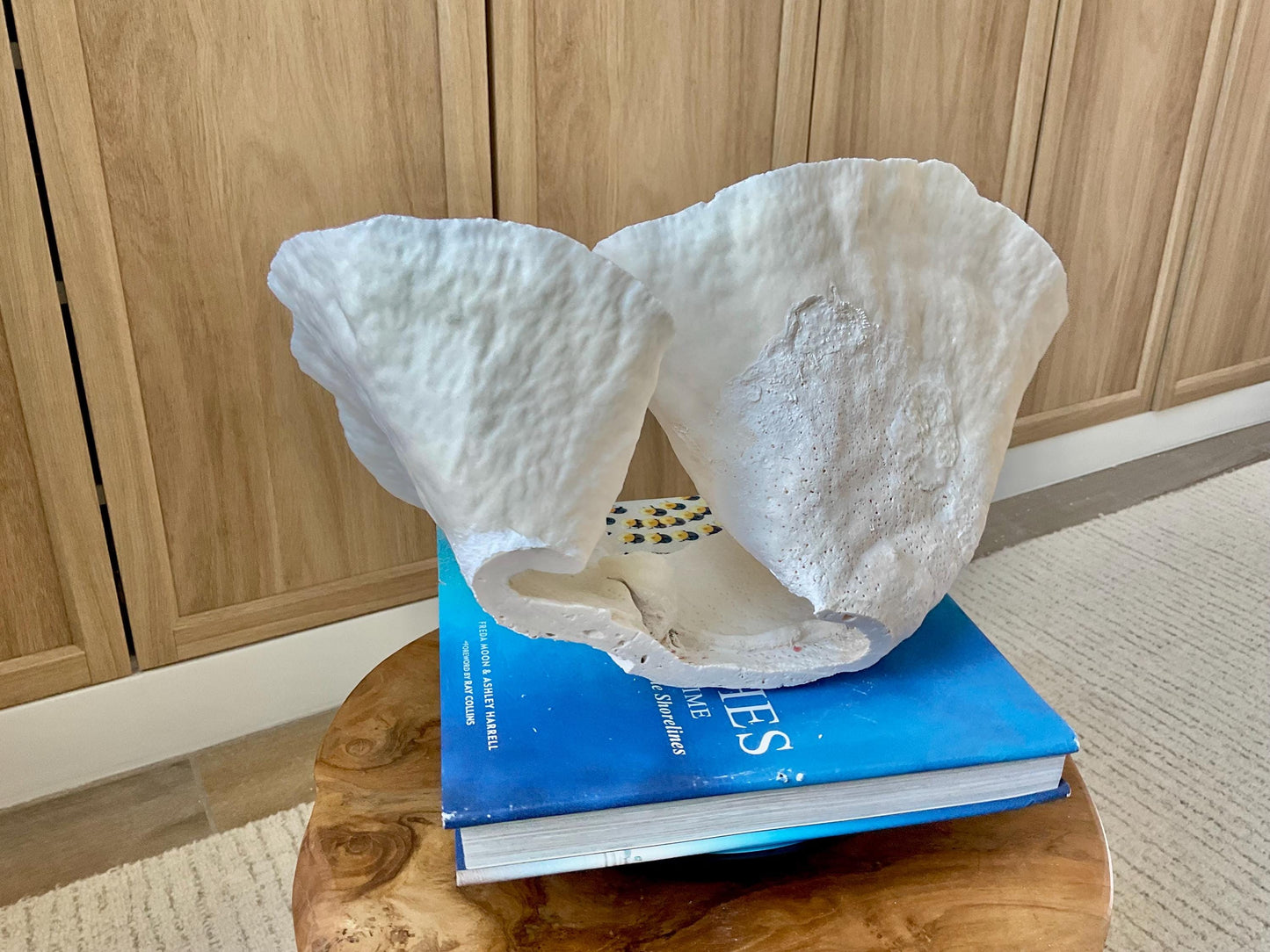 HUGE 13.5" Wide Sea Spiral CUP CORAL 100% Natural Ocean Reef Centerpiece Coastal Beach Ocean Décor Nautical Display Fossil White