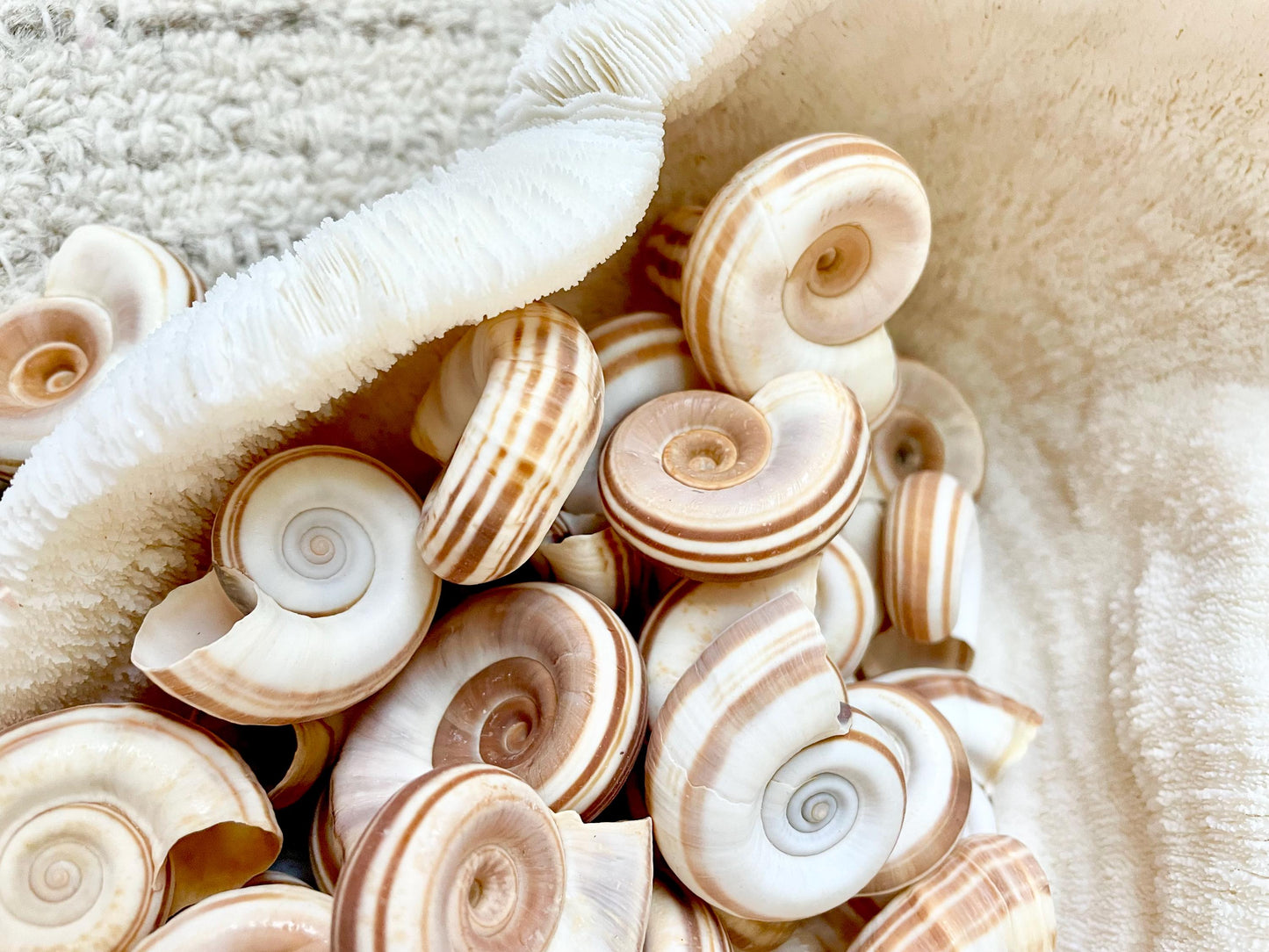 RAMS HORN SNAIL Shells 1.5-2" White Brown Stripes Small Craft Jewelry Pendent Seashells