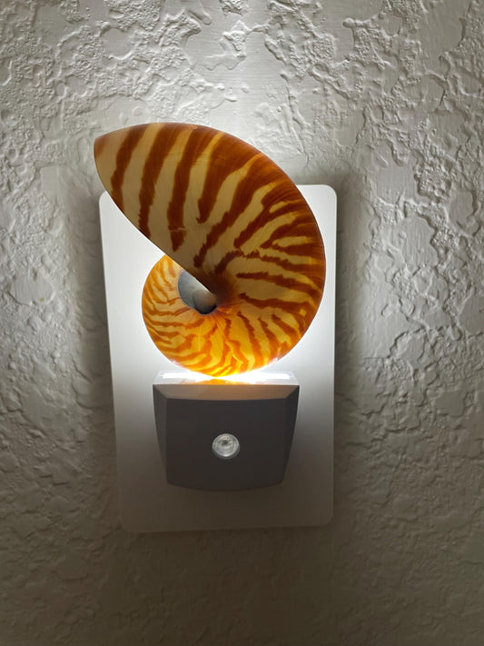 Authentic Nautilus Shell Night Light 5.5" Solar Powered Striped Seashell Décor