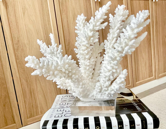 Genuine 100% Natural BRANCH CORAL 12" x 10" x 9" Long Fossil Specimen Coastal Ocean Reef Display Nautical Beach House Décor