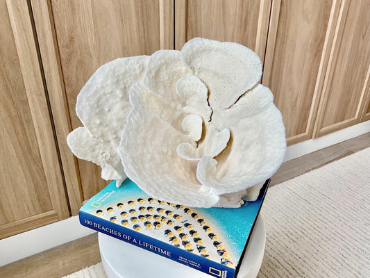 Genuine 10.5" Wide Sea Spiral CUP CORAL 100% Natural Ocean Reef Centerpiece Coastal Beach Ocean Décor Nautical Display Fossil White