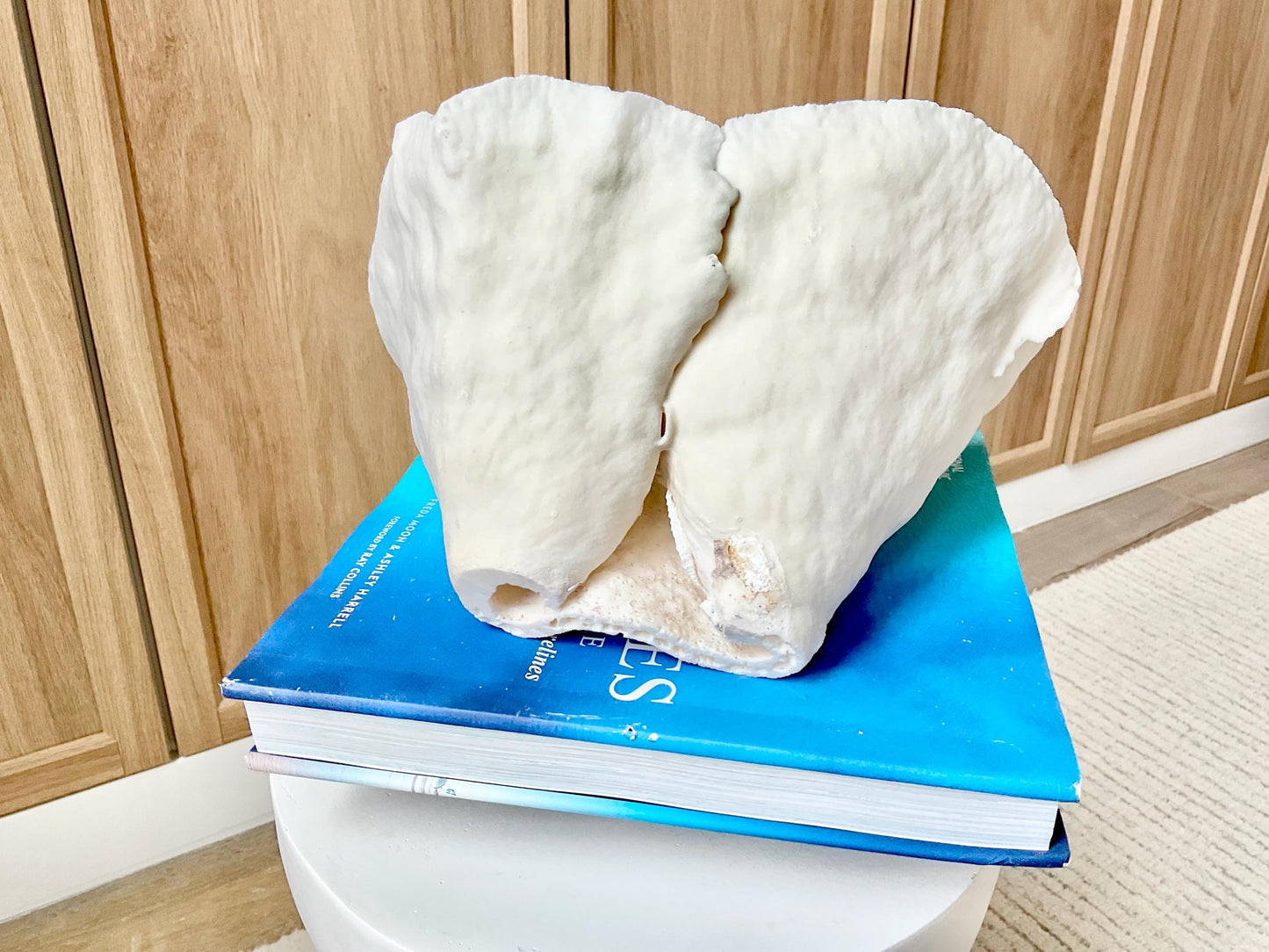 Genuine 9.5" Wide Sea Spiral CUP CORAL 100% Natural Ocean Reef Centerpiece Coastal Beach Ocean Décor Nautical Display Fossil White