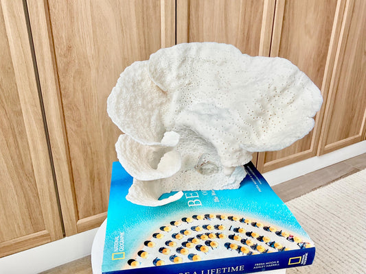 Natural Cup Coral Fossil Specimen: 9" x 8"x 7" White Beach House Coastal Décor