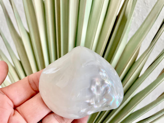 POLISHED CLAM PEARLS 1.5-3" Fresh Water Half Shells Jewelry Making Supply Craft Seashell