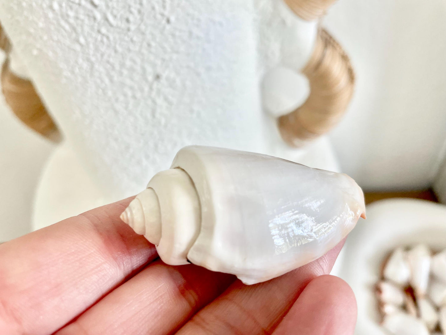 POLISHED WHITE STROMBUS Luhuanus Shells *You Choose Quantity* 2-2.5" White Wedding Favors Décor Craft Seashells