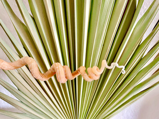 SPIRAL WORM SHELLS 6-8" Long Real Rare Display Seashell Beach Oddities Décor