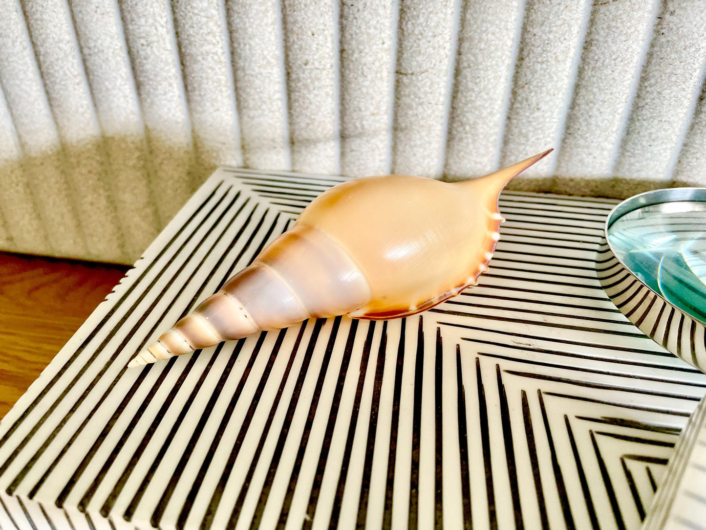 Martin's Tibia Shell 5-6" Orange Brown Fusus Display Seashell