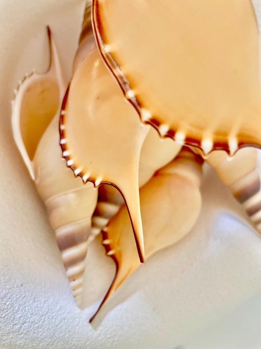 Martin's Tibia Shell 5-6" Orange Brown Fusus Display Seashell