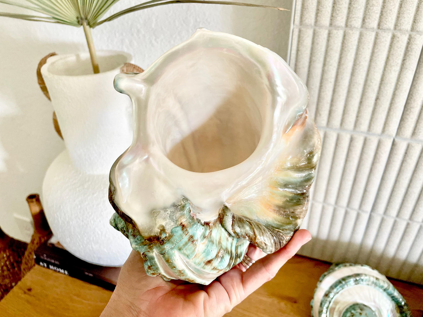 GIANT GREEN MARMORATUS Banded Turban Shell 7-8" X-Large Conch Seashell Mother Of Pearl Polished Coastal Décor