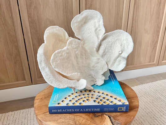 Natural Cup Coral Specimen Fossil: 12x9.5x9" Coastal Décor Table Centerpiece