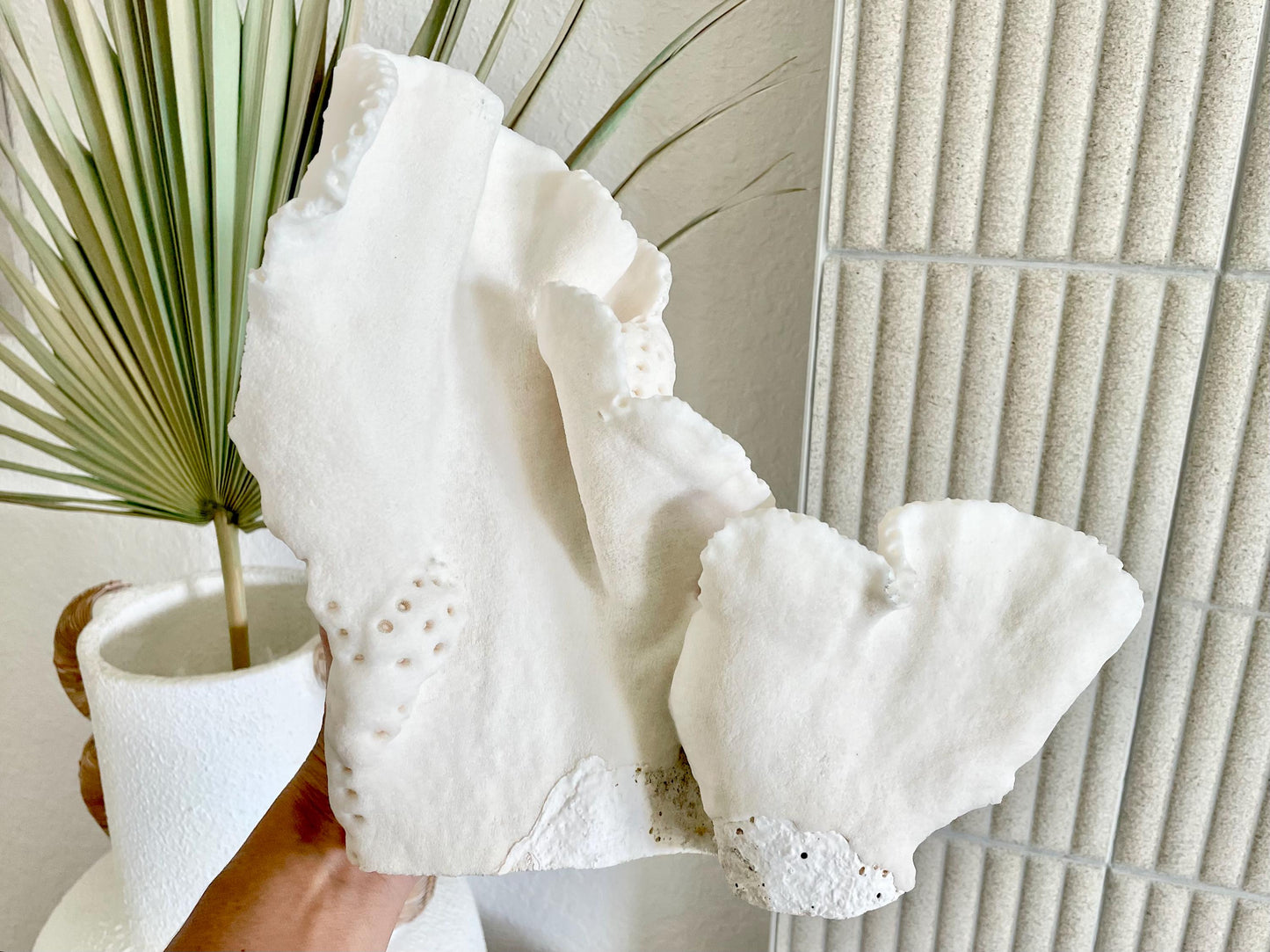 BLACK CUP CORAL Fossil 100% Natural 12"x9.5"x4.5" Coastal Beach Home Décor Display White