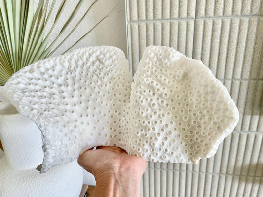 BLACK CUP CORAL Fossil 100% Natural 11"x6"x6" Coastal Beach Home Décor Display White