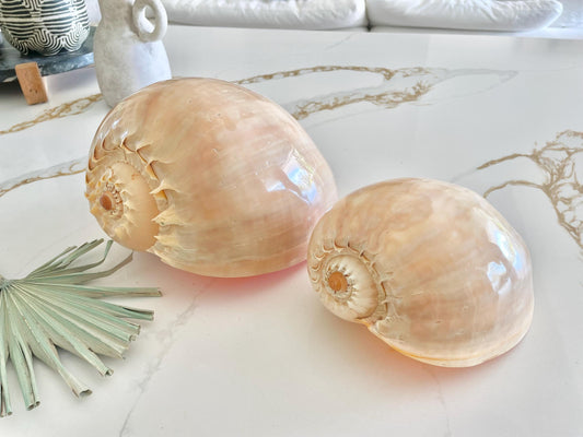 POLISHED CROWNED BALER Shell *All Sizes* Natural Golden Peach Large Display Seashell Coastal Planter Beach Home Décor