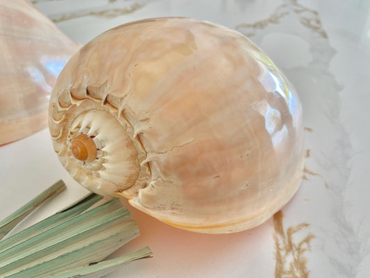 POLISHED CROWNED BALER Shell *All Sizes* Natural Golden Peach Large Display Seashell Décor