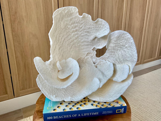 Genuine 12" Wide Sea Spiral CUP CORAL 100% Natural Ocean Reef Centerpiece Coastal Beach Ocean Décor Nautical Display Fossil White