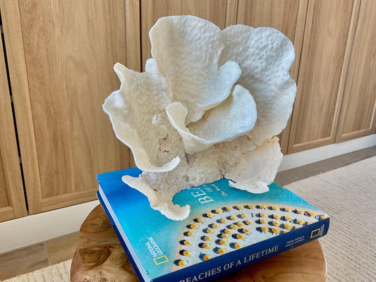 Genuine 9" Wide Sea Spiral CUP CORAL 100% Natural Ocean Reef Centerpiece Coastal Beach Ocean Décor Nautical Display Fossil White