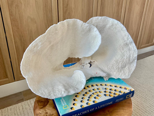 HUGE 13.5" Wide Sea Spiral CUP CORAL 100% Natural Ocean Reef Centerpiece Coastal Beach Ocean Décor Nautical Display Fossil White