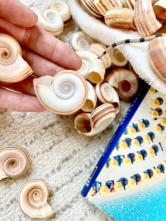 RAMS HORN SNAIL Shells 1.5-2" White Brown Stripes Small Craft Jewelry Pendent Seashells