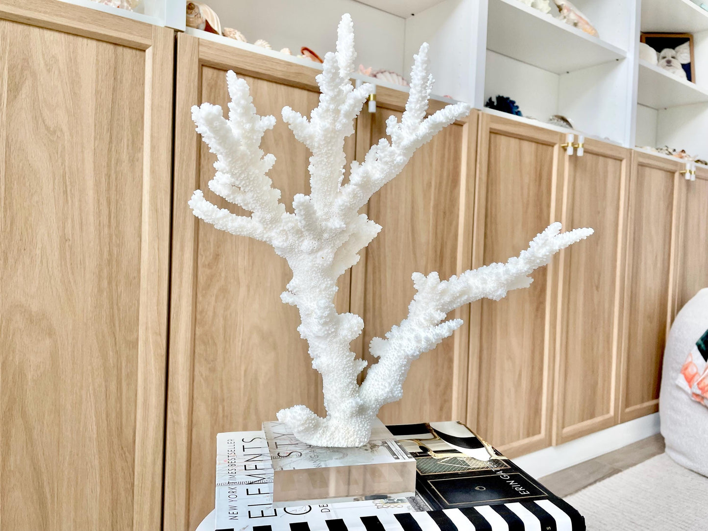 Genuine 100% Natural BRANCH CORAL 13.5" x 12" x 7" Long Fossil Specimen Coastal Ocean Reef Display Nautical Beach House Décor