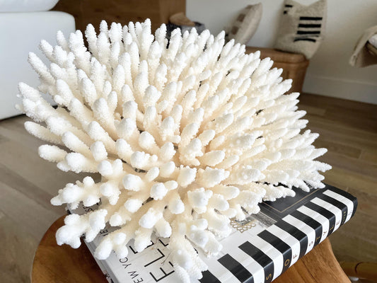 Genuine 100% Natural TABLE CORAL 12.75" x 6.75" x 6.75" White Fossil Specimen Coastal Beach House Décor